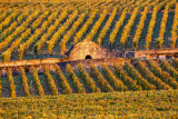 img-8828-161275
