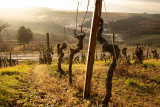 vignes-hcn-le-rouard-domaine-de-montmain-224021