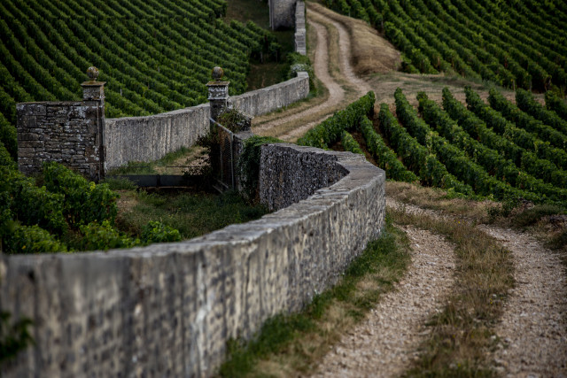 vineyard-c-te-de-nuits-2-238122