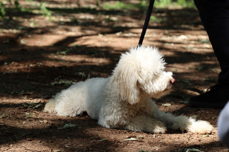 img-3768-211692